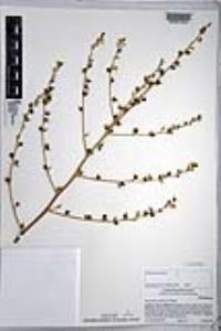Chlorogalum parviflorum image