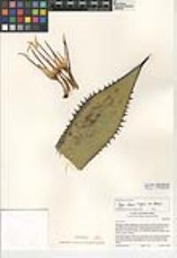 Agave shawii image