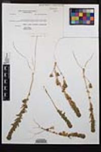 Epilobium campestre image