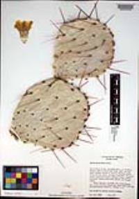 Opuntia phaeacantha image