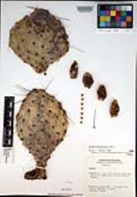 Opuntia phaeacantha image