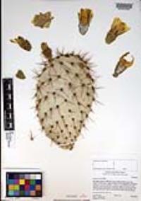 Opuntia oricola image