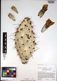 Opuntia littoralis image