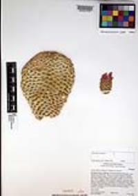 Opuntia basilaris image