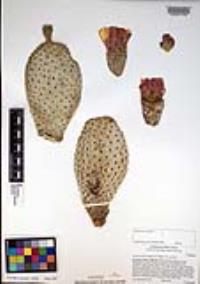 Opuntia basilaris image