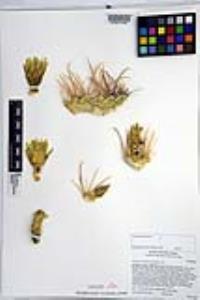 Ferocactus cylindraceus image