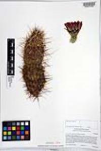 Echinocereus engelmannii image