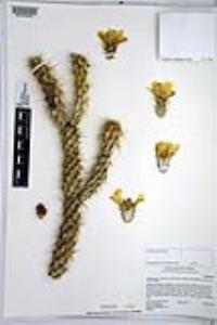 Cylindropuntia californica var. parkeri image