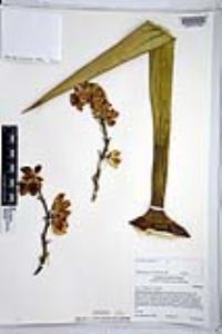 Yucca schidigera image
