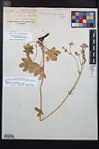 Potentilla gracilis image