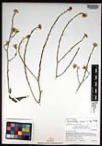 Hirschfeldia incana image
