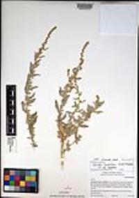 Atriplex canescens var. canescens image