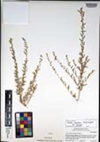 Atriplex canescens var. canescens image