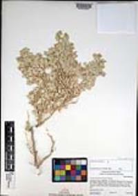 Atriplex hymenelytra image