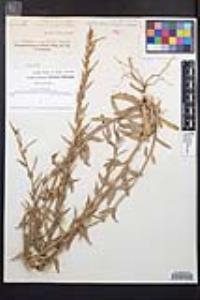 Camissoniopsis hirtella image