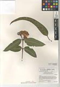 Eucalyptus globulus image