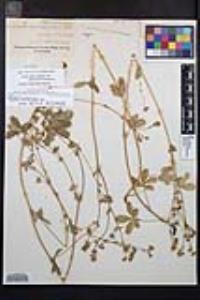 Potentilla gracilis var. fastigiata image