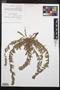 Camissoniopsis hirtella image