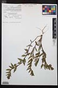 Camissoniopsis hirtella image
