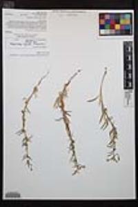 Camissoniopsis pallida subsp. pallida image