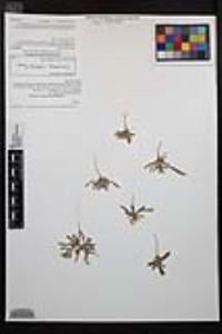 Camissoniopsis robusta image