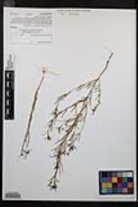 Camissonia strigulosa image
