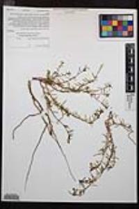Camissonia strigulosa image
