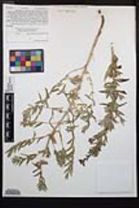 Epilobium canum subsp. latifolium image