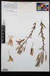 Oenothera elata image