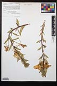 Oenothera elata image