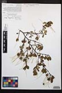 Cercocarpus minutiflorus image