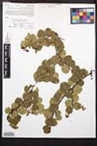 Prunus ilicifolia image