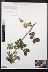 Rosa californica image