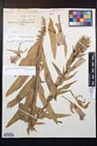 Oenothera elata subsp. hirsutissima image