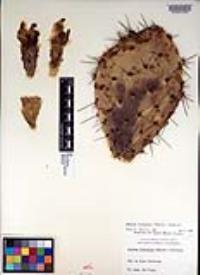 Opuntia littoralis image