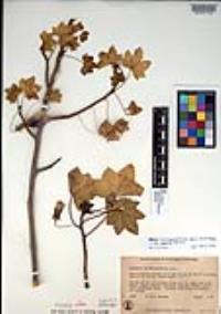Malva assurgentiflora image