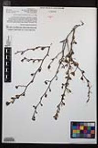 Cercocarpus minutiflorus image