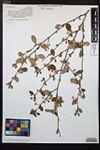 Cercocarpus montanus image