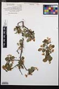 Amelanchier utahensis image