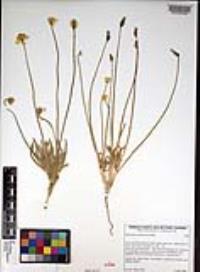 Platystemon californicus image