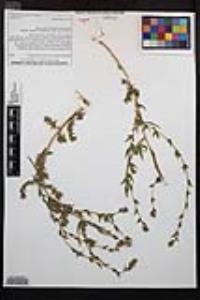 Epilobium densiflorum image