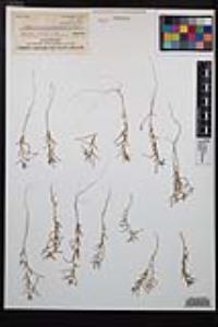 Camissonia strigulosa image