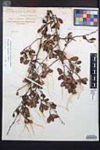 Cercocarpus minutiflorus image