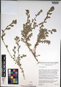 Atriplex glauca image