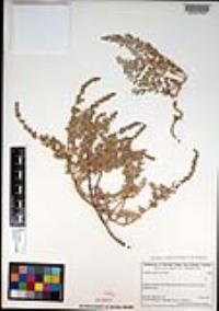 Atriplex californica image