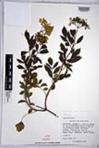 Sambucus cerulea image