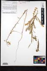 Sisymbrium altissimum image