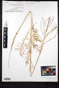 Sisymbrium altissimum image