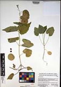 Lunaria annua image