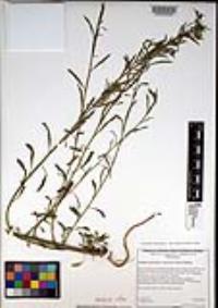 Lepidium virginicum subsp. menziesii image